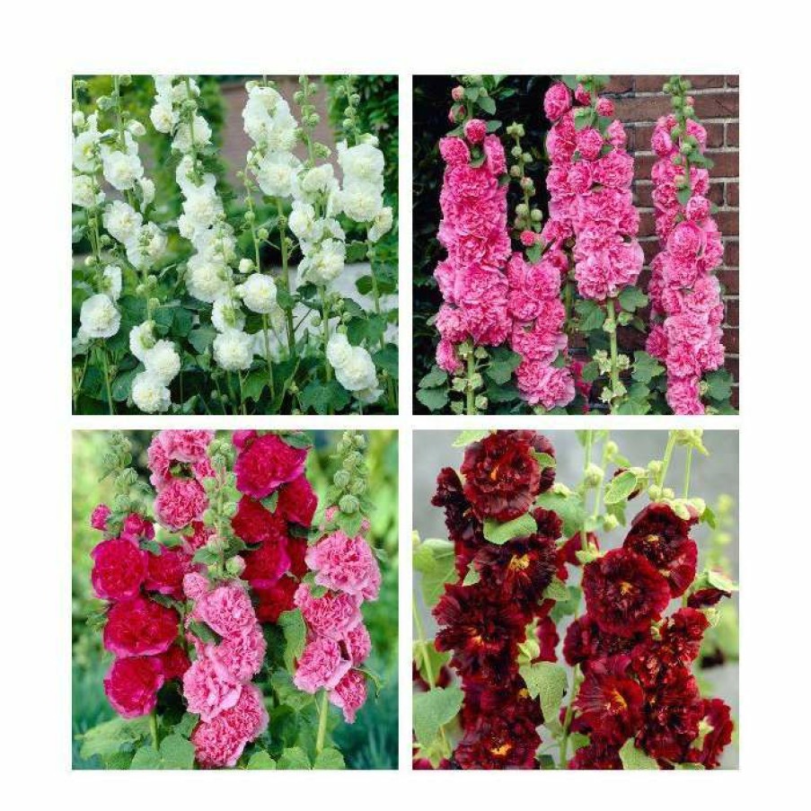 Perennial Plants * | 8 X Alcea Chaters Plants | Beautiful Colour & Structure Collection | 1L Pots