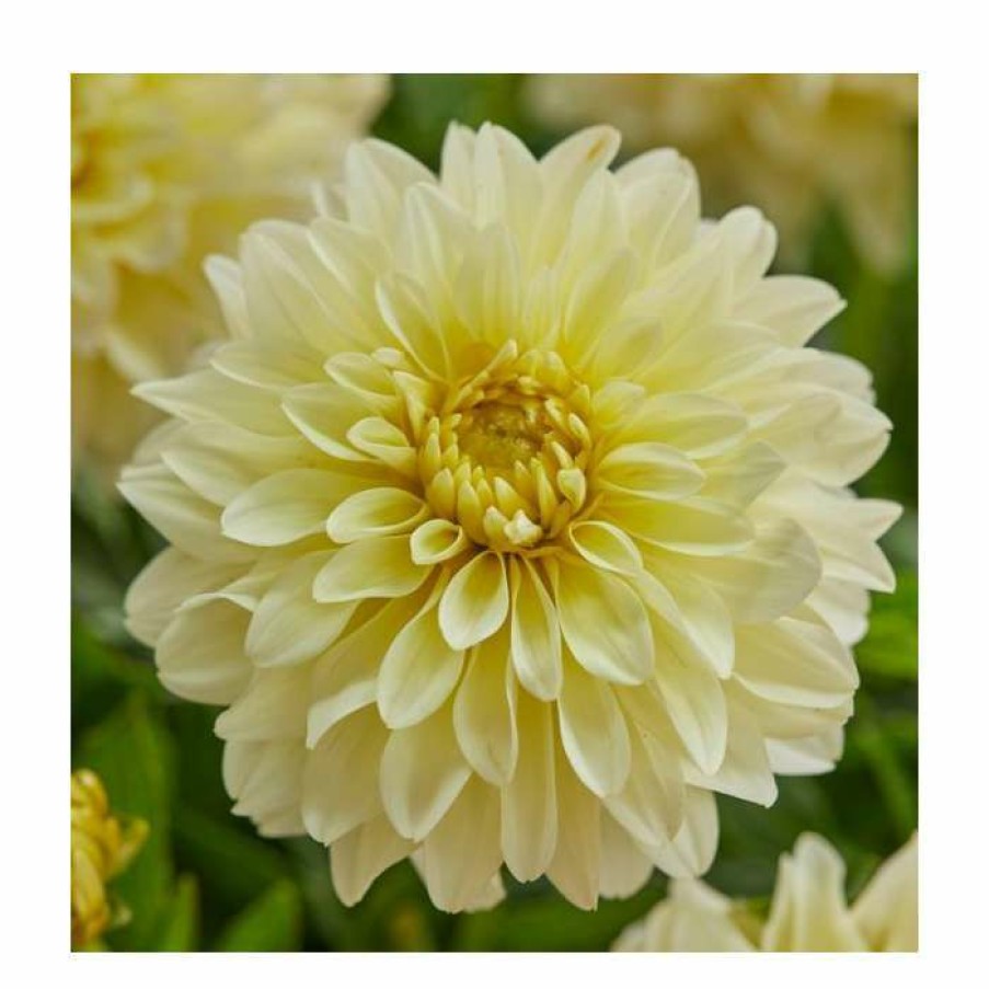 Bedding Plants * | Dahlia Gallery 'Lemon' | 3L Pot