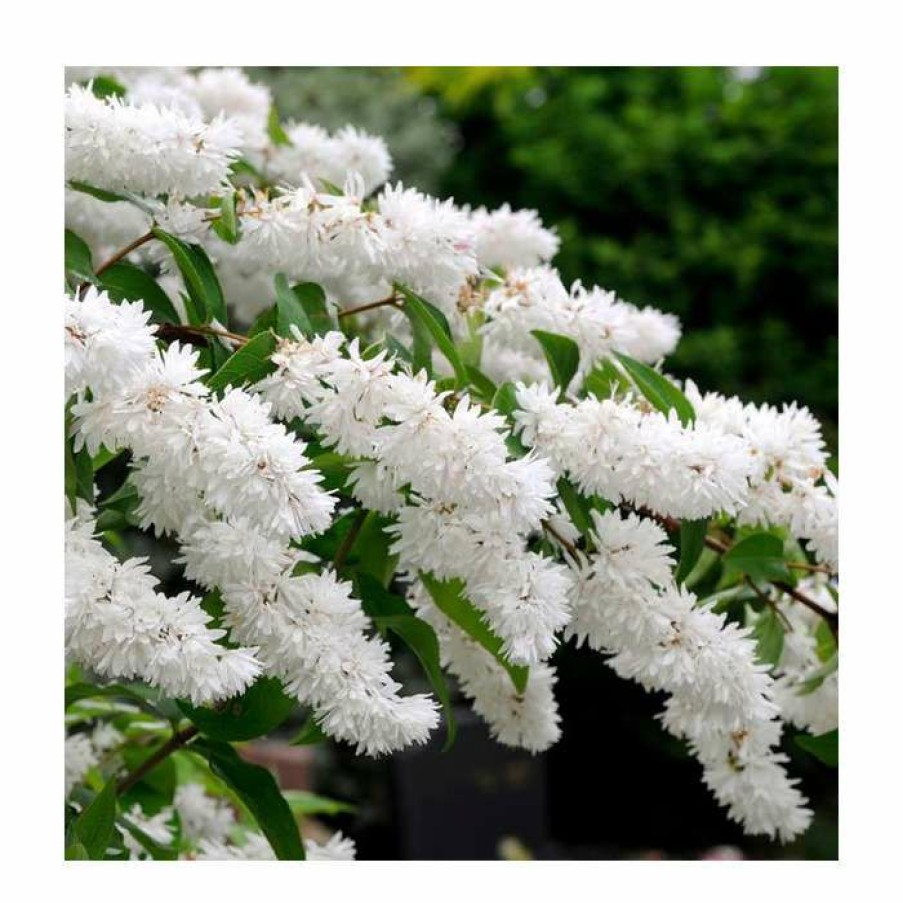 Ornamental Shrubs * | 0.6-1.6Ft Deutzia Scabra | Bare Root