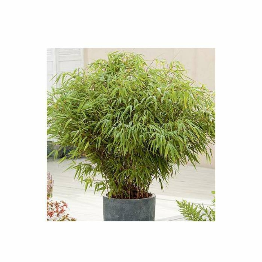 Ornamental Trees * | Fargesia Rufa Bamboo | 10L Pot | 60-90Cm