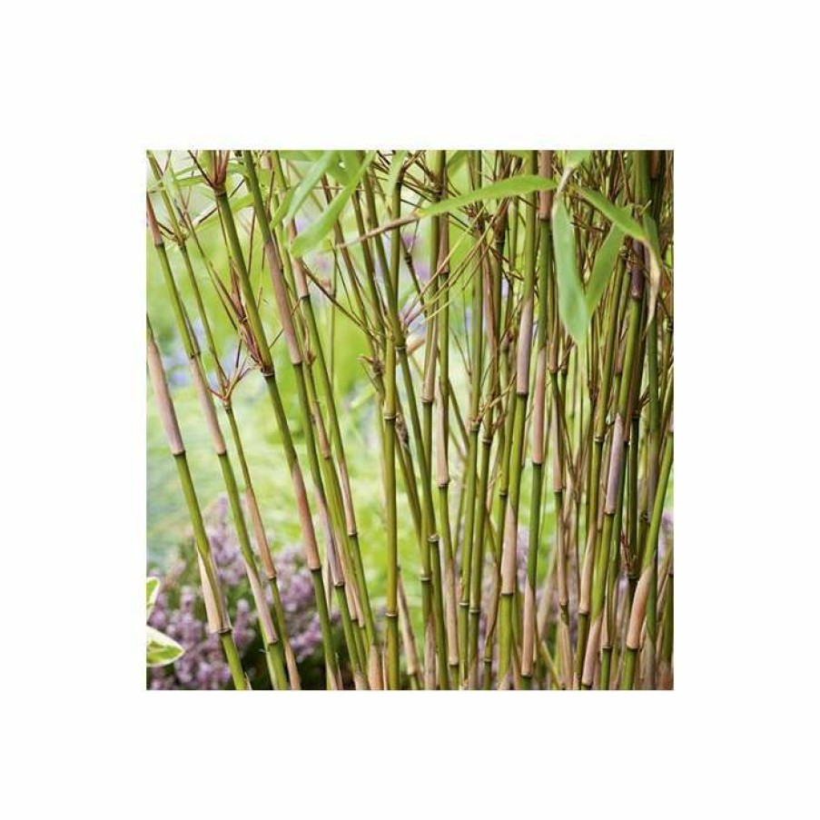 Ornamental Trees * | Fargesia Rufa Bamboo | 10L Pot | 60-90Cm