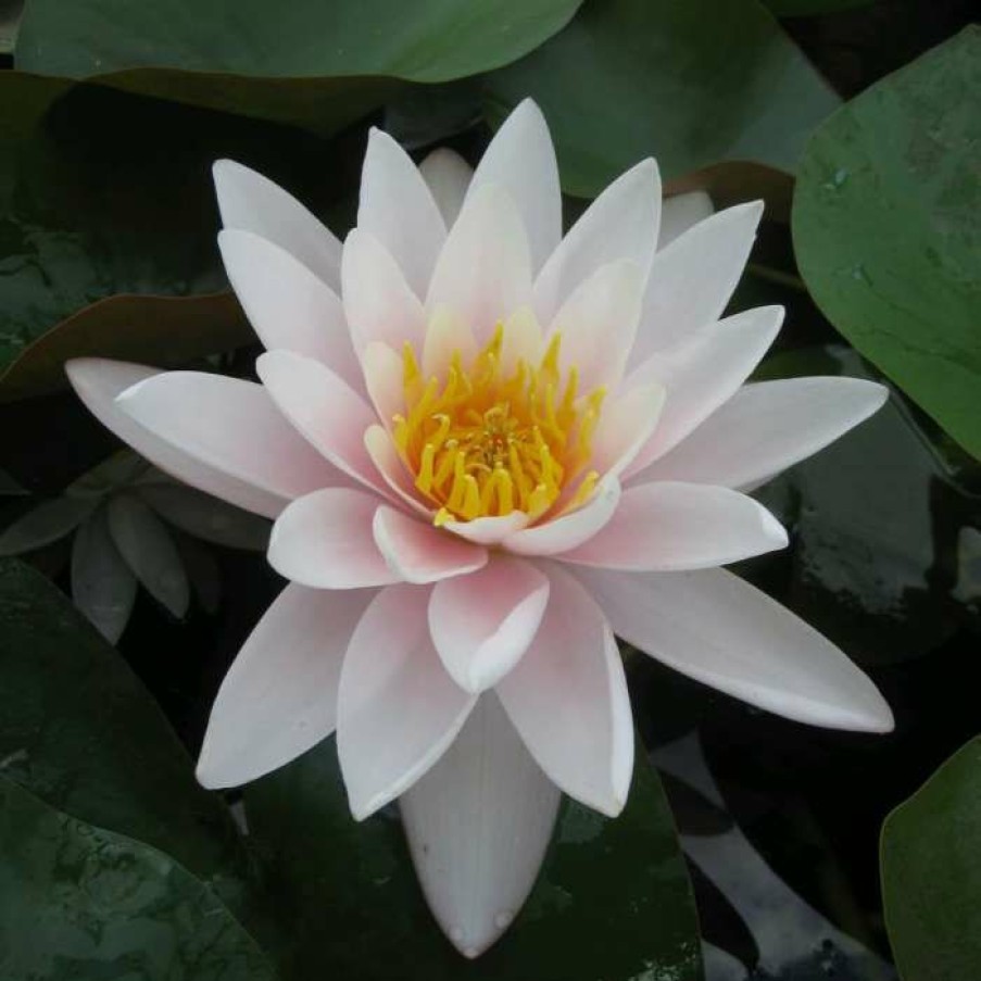 Pond Plants * | Nymphaea 'Marliacea 'Carnea' | Water Lily