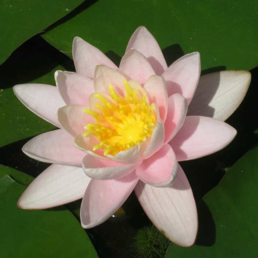 Pond Plants * | Nymphaea 'Marliacea 'Carnea' | Water Lily