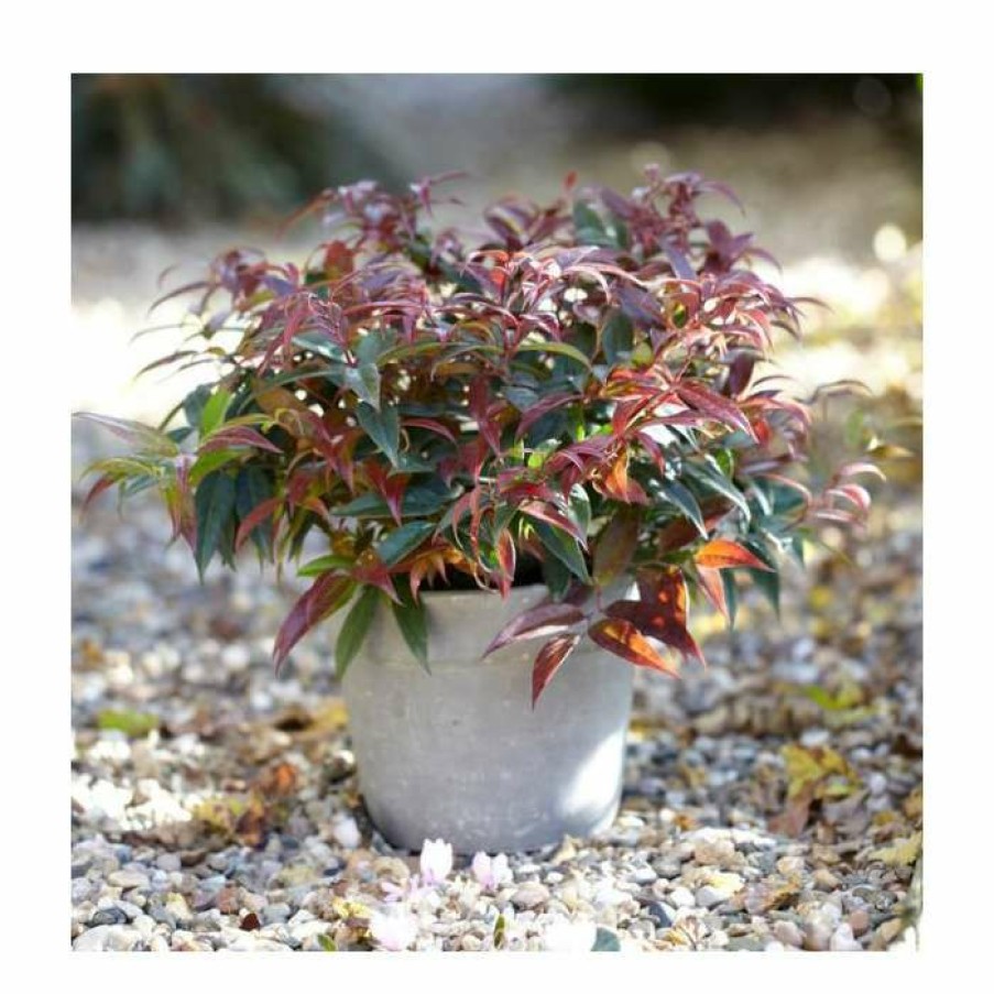 Ornamental Shrubs * | 15 20Cm Leucothoe Keiskei 'Royal Ruby' | 9Cm Pot