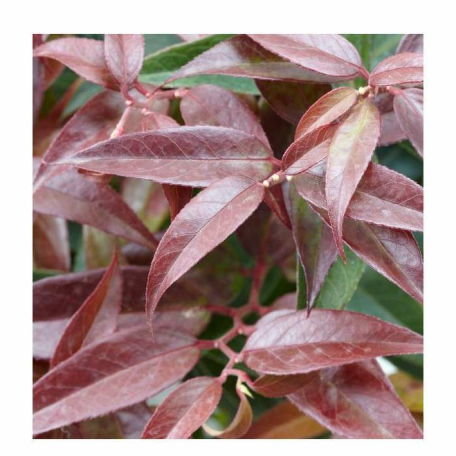 Ornamental Shrubs * | 15 20Cm Leucothoe Keiskei 'Royal Ruby' | 9Cm Pot