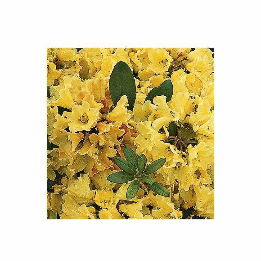 Ornamental Shrubs * | 1Ft Rhododendron 'Nancy Evans' | 3L Pot | Rhododendron Yakushimanum