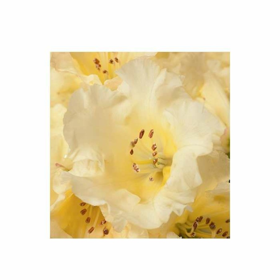 Ornamental Shrubs * | 1Ft Rhododendron 'Nancy Evans' | 3L Pot | Rhododendron Yakushimanum