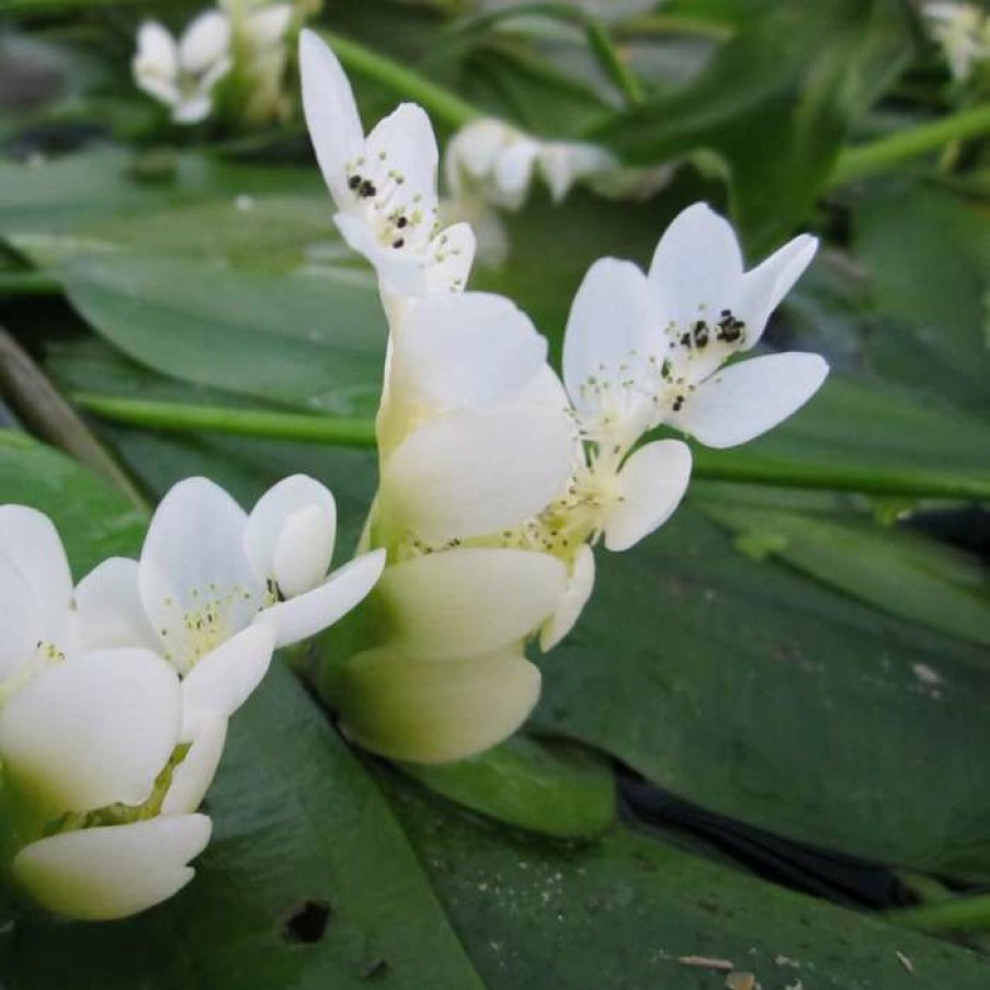 Pond Plants * | Water Hawthorn | Aponogeton Distachyus