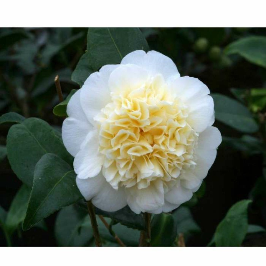 Ornamental Shrubs * | 3Ft Camellia 'Brushfield'S Yellow' | 4L | Camellia Japonica