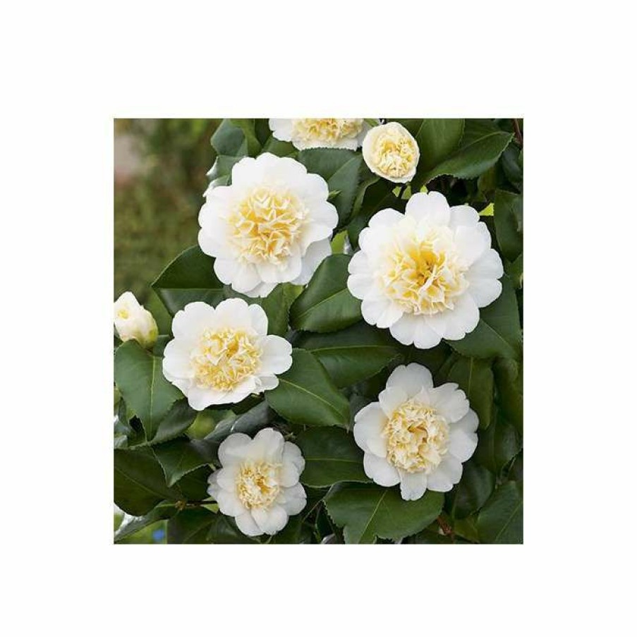 Ornamental Shrubs * | 3Ft Camellia 'Brushfield'S Yellow' | 4L | Camellia Japonica