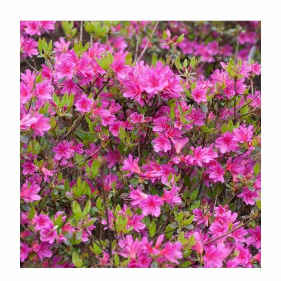 Ornamental Shrubs * | Evergreen Azalea 'Amoena' | 3L Pot