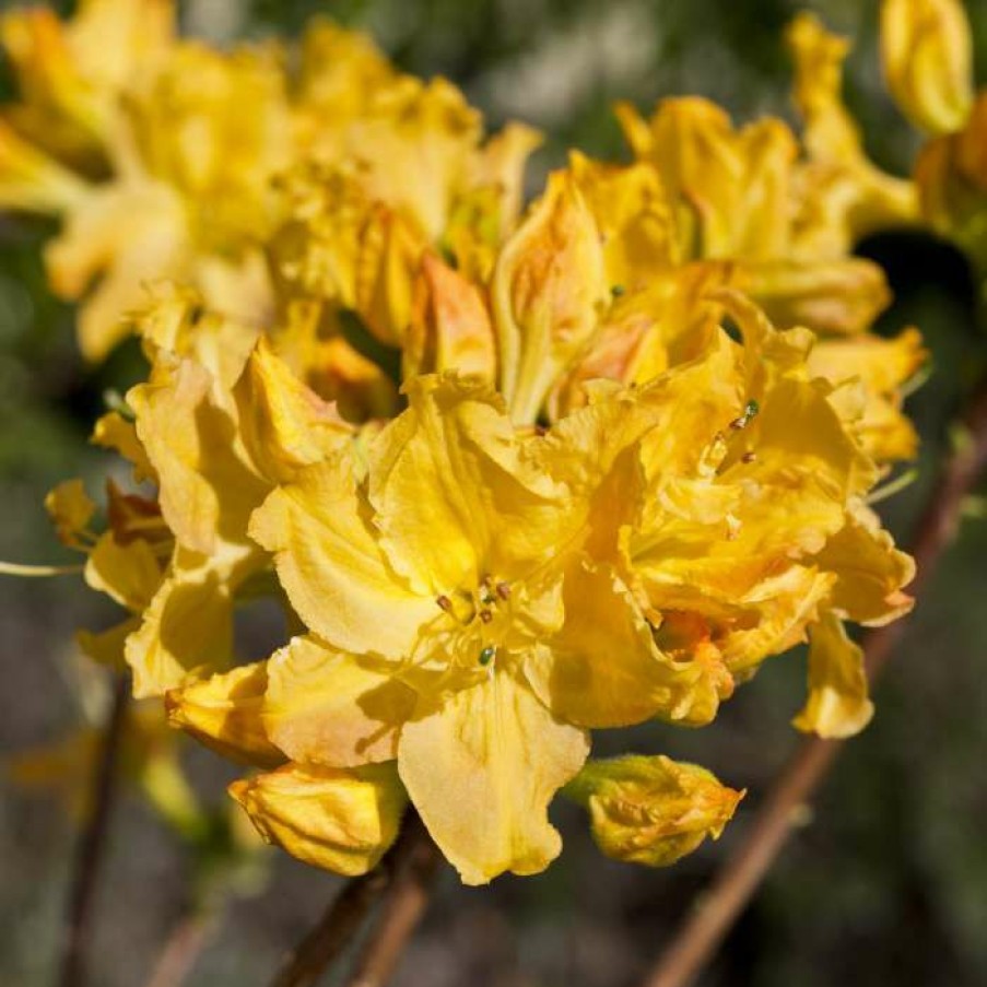 Ornamental Shrubs * | 2Ft Deciduous Azalea 'Golden Lights' | 5L Pot