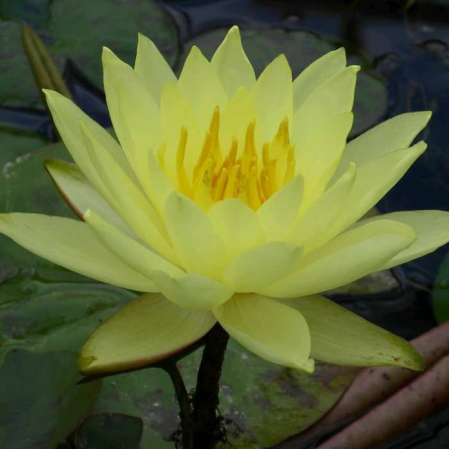 Pond Plants * | Large Water Lily 'Lemon Mist' Nymphaea 'Lemon Mist' 3L Pot