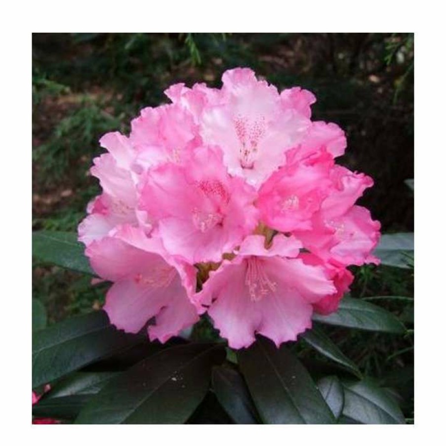 Ornamental Shrubs * | 1Ft Rhododendron 'Schneewittchen' | 3L Pot | Rhododendron Yakushimanum