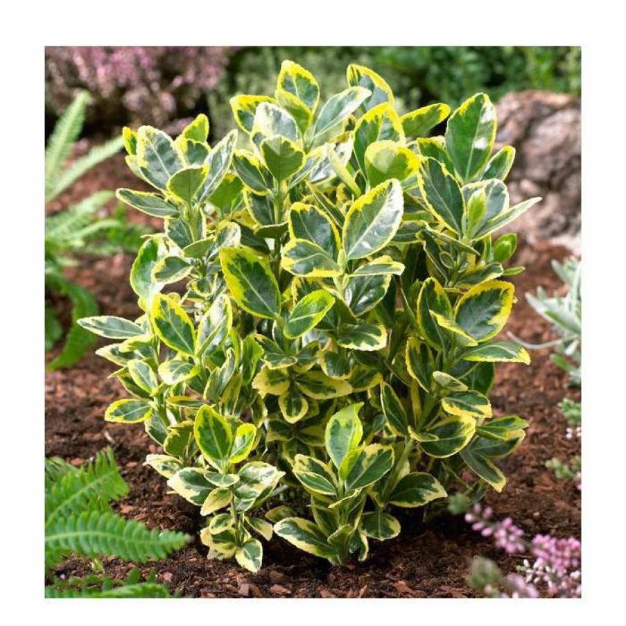 Ornamental Shrubs * | 15Cm Euonymus Japonicus 'Ovatus Aureus' | 9Cm Pot