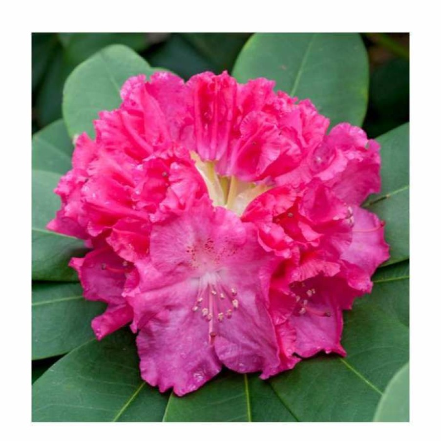 Ornamental Shrubs * | 1Ft Evergreen Rhododendron 'Germania' | 7.5L Pot