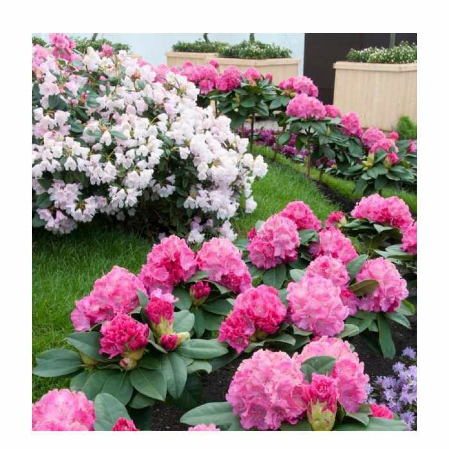 Ornamental Shrubs * | 1Ft Evergreen Rhododendron 'Germania' | 7.5L Pot