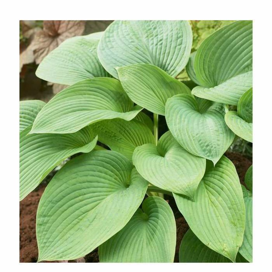 Perennial Plants * | Hosta Jurassic Park | 5 Litre Pot