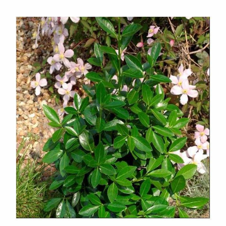 Ornamental Shrubs * | 20Cm Euonymus Japonicus 'Green Millenium' | 9Cm Pot