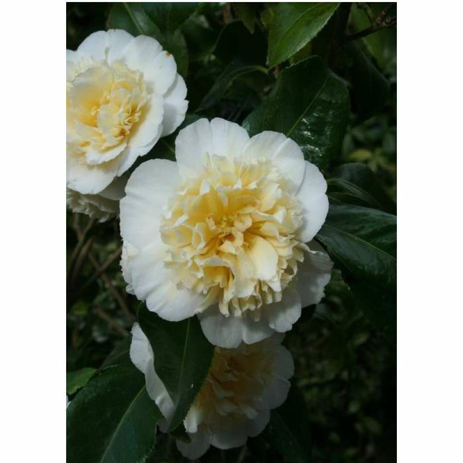 Ornamental Shrubs * | 3Ft Camellia 'Jury'S Yellow' | 4L | Camellia Japonica