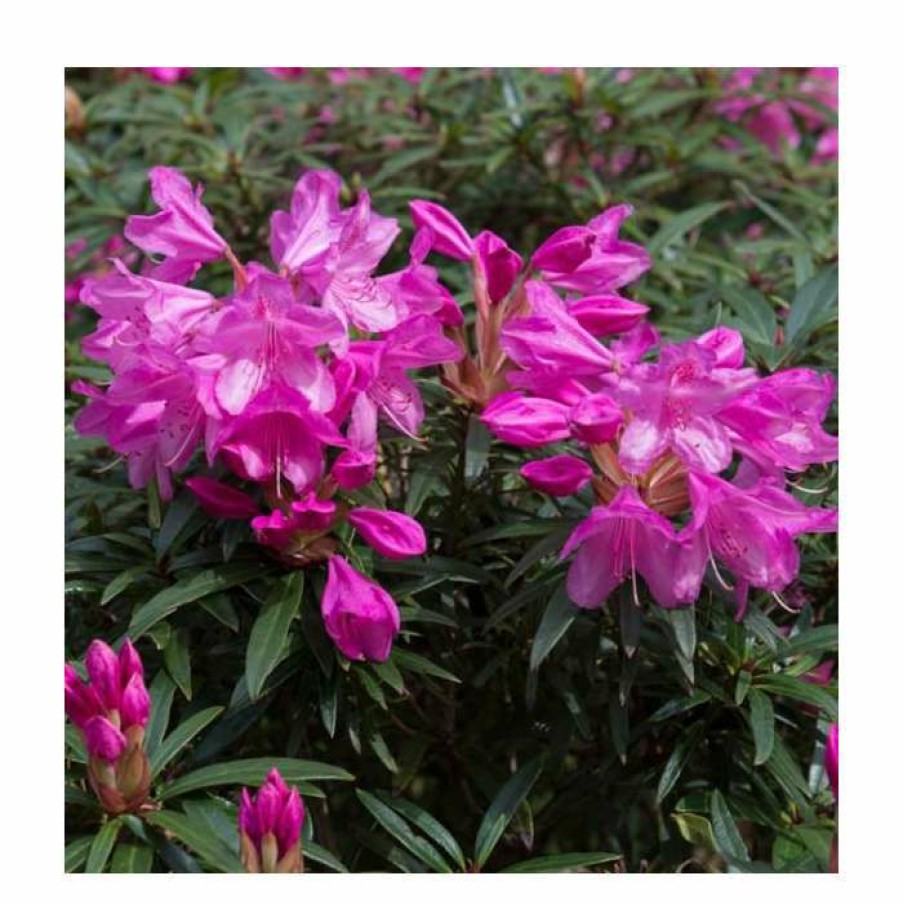 Ornamental Shrubs * | 1Ft Evergreen Rhododendron 'Graziella' | 7.5L Pot