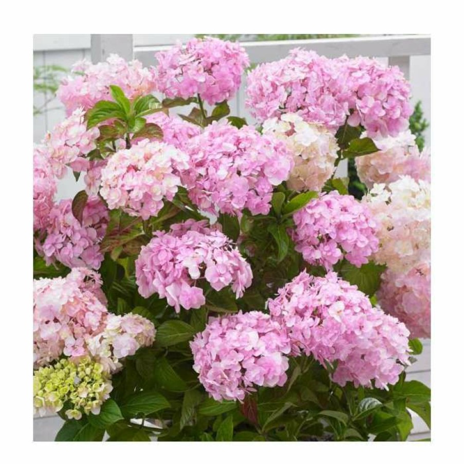 Ornamental Shrubs * | 10 15Cm Hydrangea Macrophylla 'Kazan' | 9Cm Pot