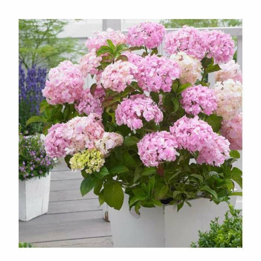 Ornamental Shrubs * | 10 15Cm Hydrangea Macrophylla 'Kazan' | 9Cm Pot