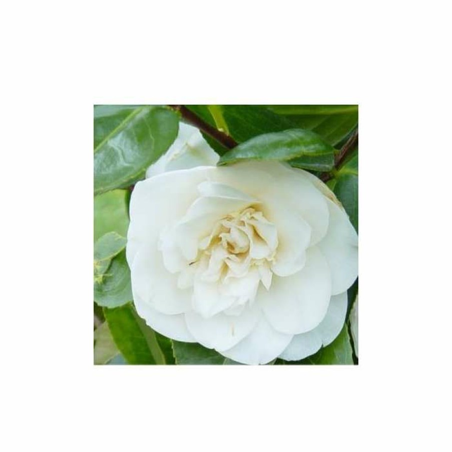 Ornamental Shrubs * | 3Ft Camellia 'Swan Lake' | 4L | Camellia Japonica