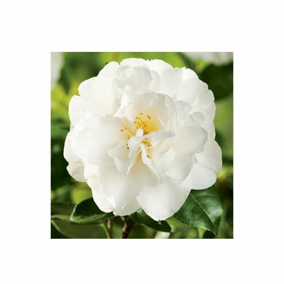 Ornamental Shrubs * | 3Ft Camellia 'Swan Lake' | 4L | Camellia Japonica