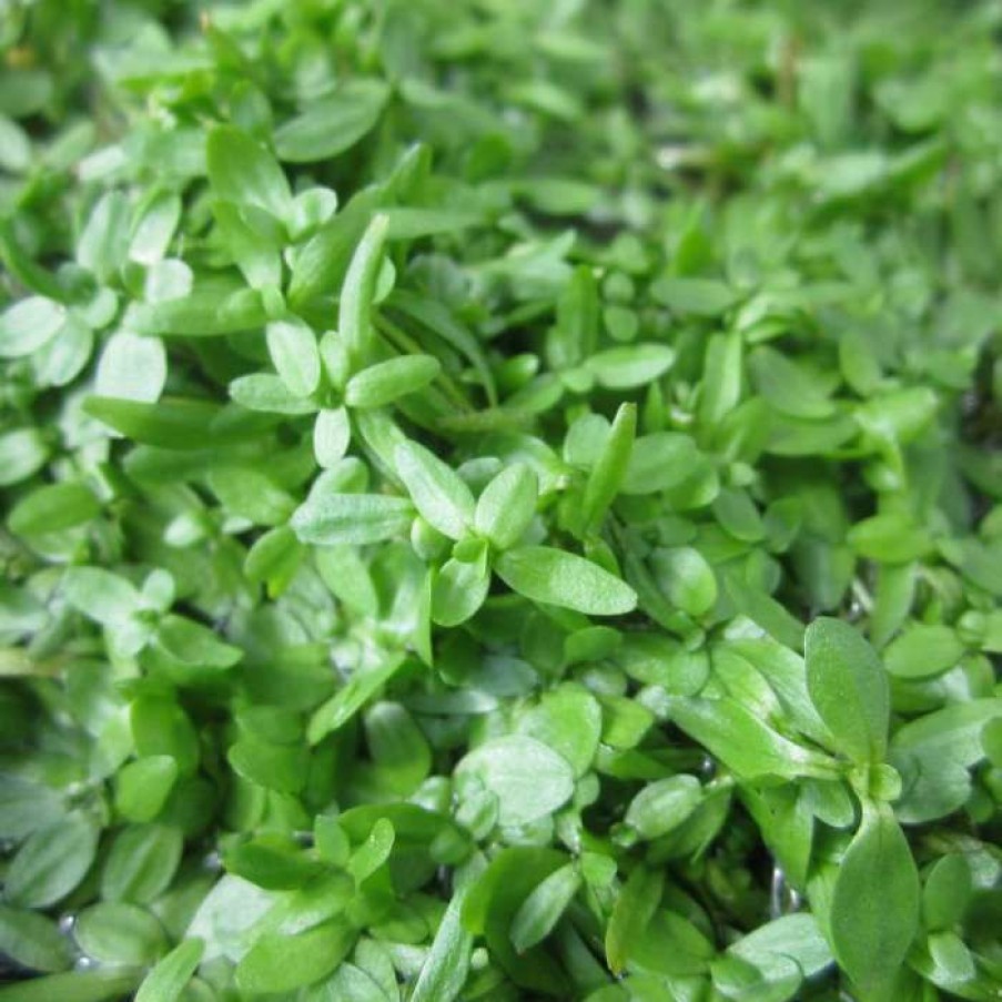 Pond Plants * | 5 Bunches Of Common Water Starwort Callitriche Autumnalis