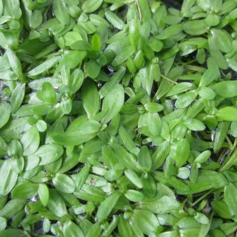 Pond Plants * | 5 Bunches Of Common Water Starwort Callitriche Autumnalis