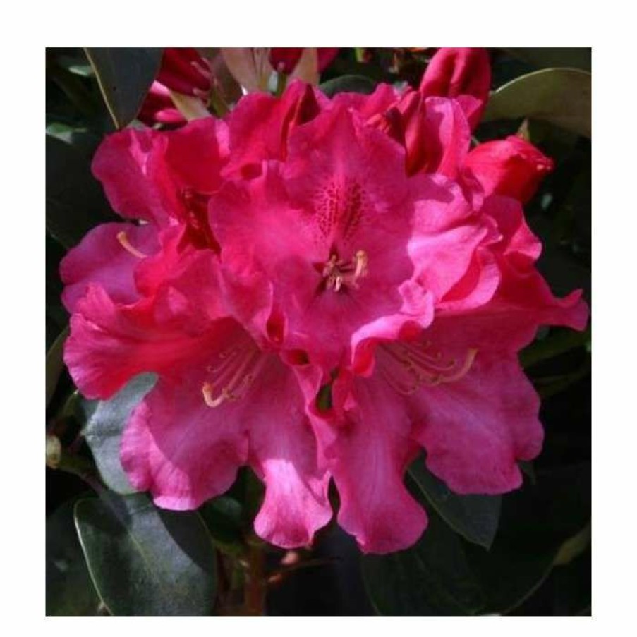 Ornamental Shrubs * | 1Ft Dwarf Rhododendron 'Gartendirector Glocker' | 3L Pot