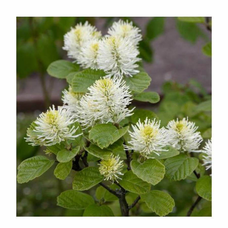 Ornamental Shrubs * | 10 15Cm Fothergilla Major | Mountain Witch Alder | 9Cm Pot