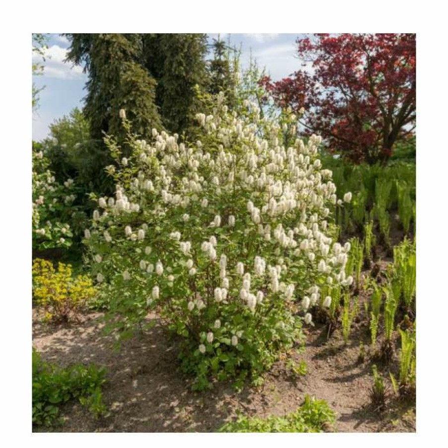 Ornamental Shrubs * | 10 15Cm Fothergilla Major | Mountain Witch Alder | 9Cm Pot