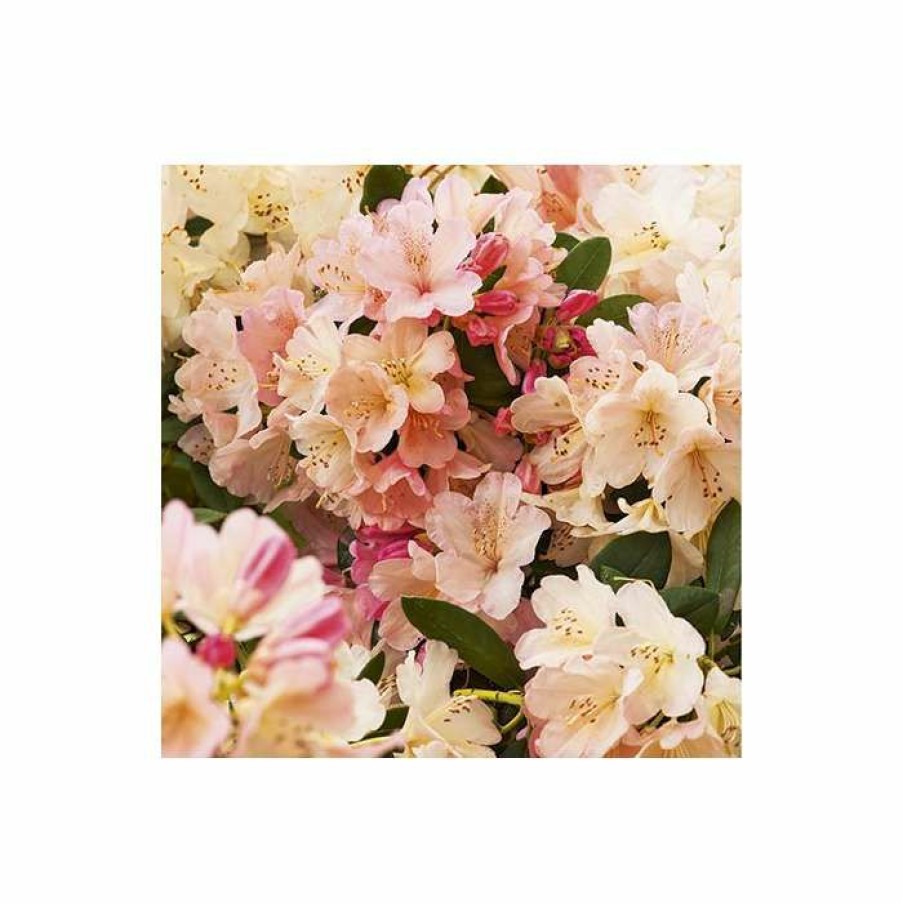 Ornamental Shrubs * | Rhododendron 'Percy Wiseman' | 3L Pot Rhododendron Yakushimanum