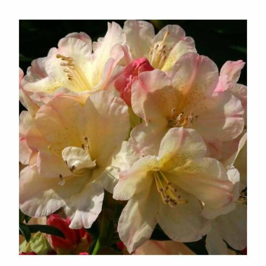 Ornamental Shrubs * | Rhododendron 'Percy Wiseman' | 3L Pot Rhododendron Yakushimanum