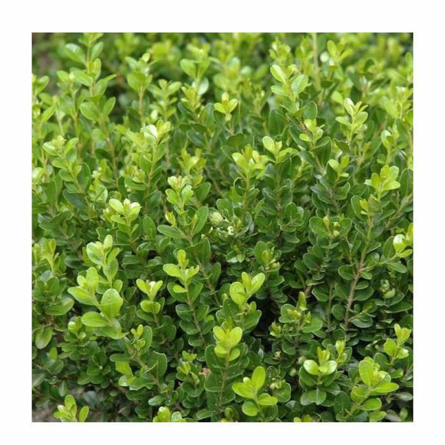 Ornamental Shrubs * | 10Cm Buxus Microphylla 'Faulkner' | 9Cm Pot