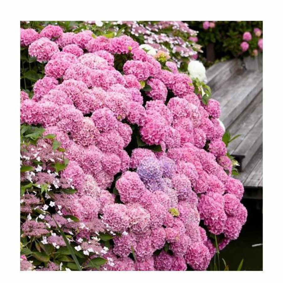 Ornamental Shrubs * | 10 15Cm Hydrangea Macrophylla Dolce (R) France | 9Cm Pot