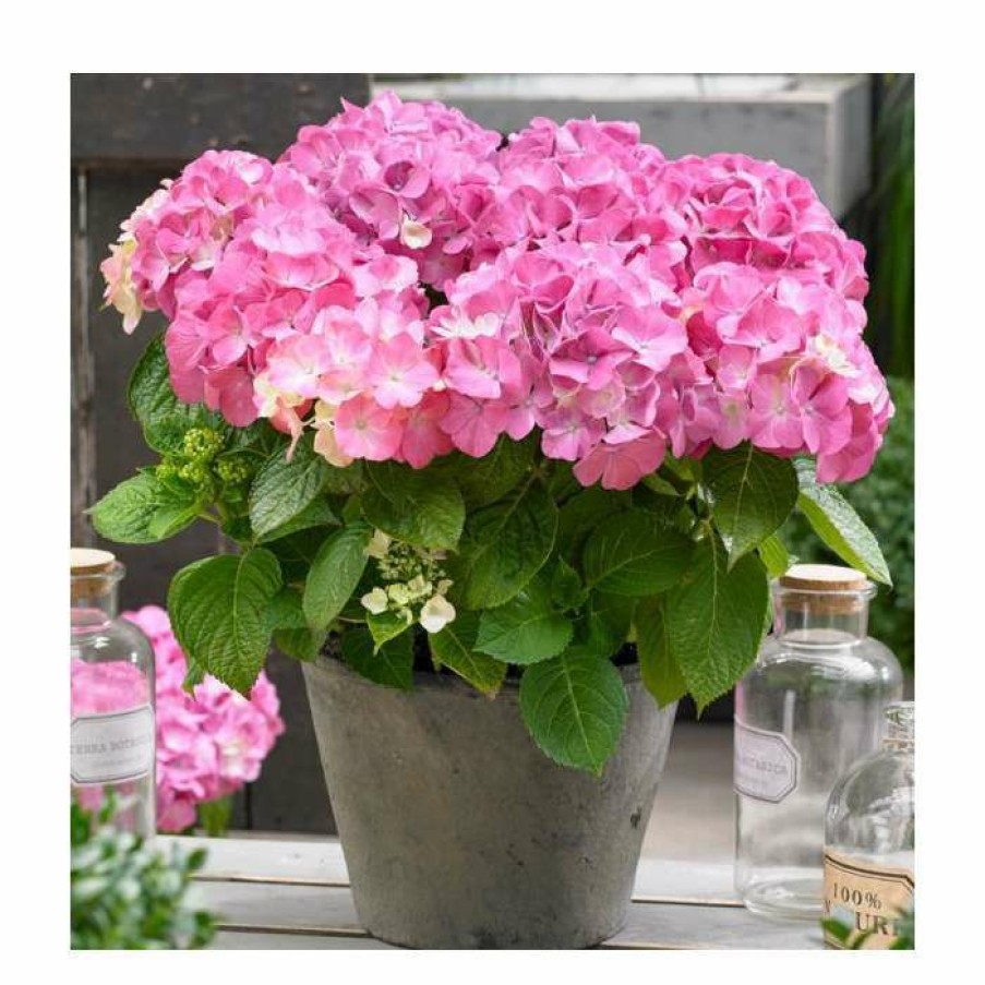 Ornamental Shrubs * | Hydrangea Forever & Ever 'Pink' | 5L Pot