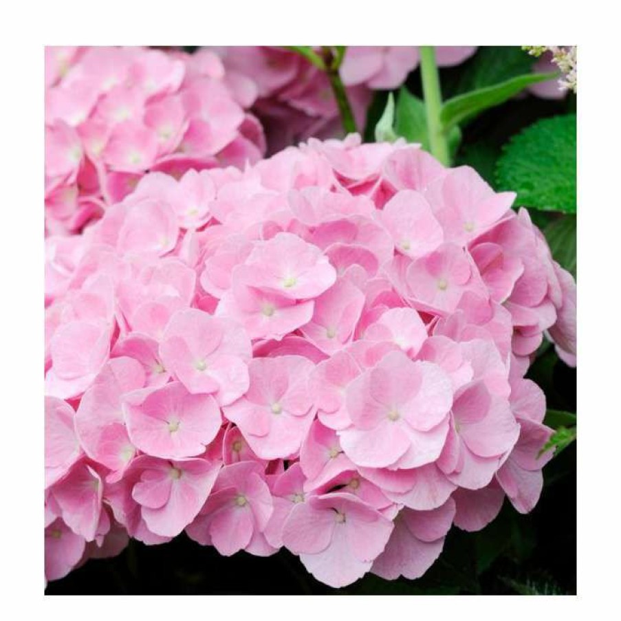 Ornamental Shrubs * | Hydrangea Forever & Ever 'Pink' | 5L Pot