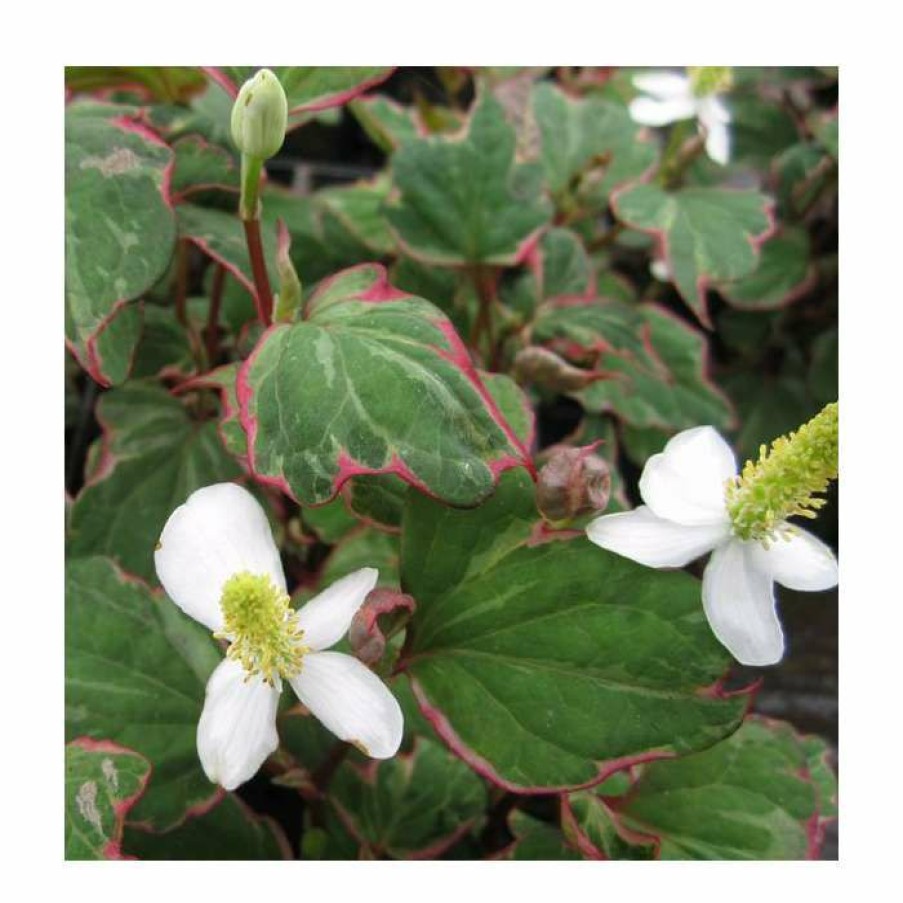 Pond Plants * | 3X Heart Shaped Houttuynia Houttuynia Cordata 9Cm Pots