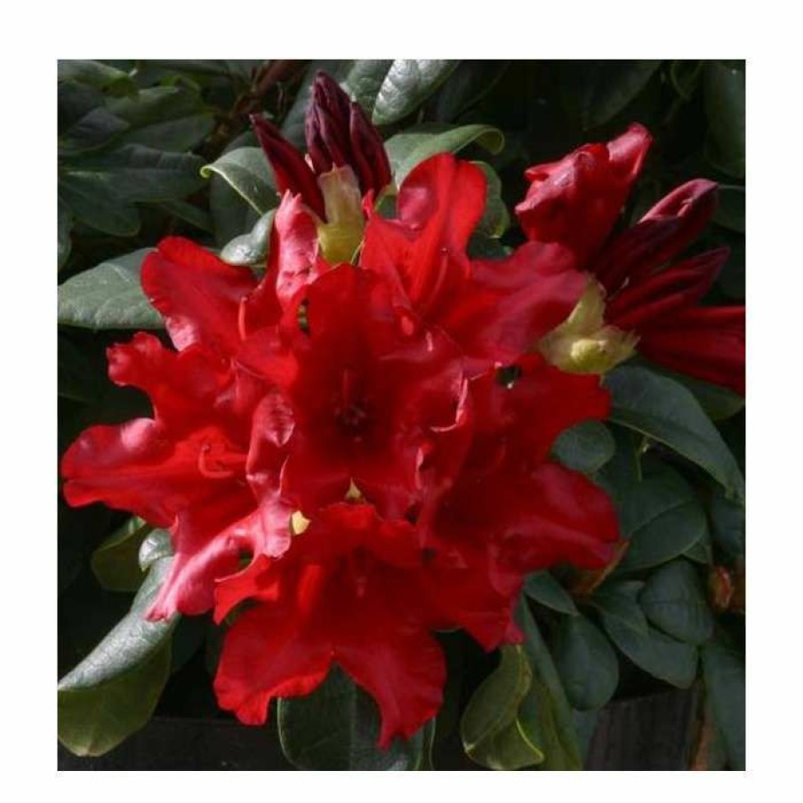 Ornamental Shrubs * | 1Ft Dwarf Rhododendron 'Elizabeth Hobbie' | 3L Pot