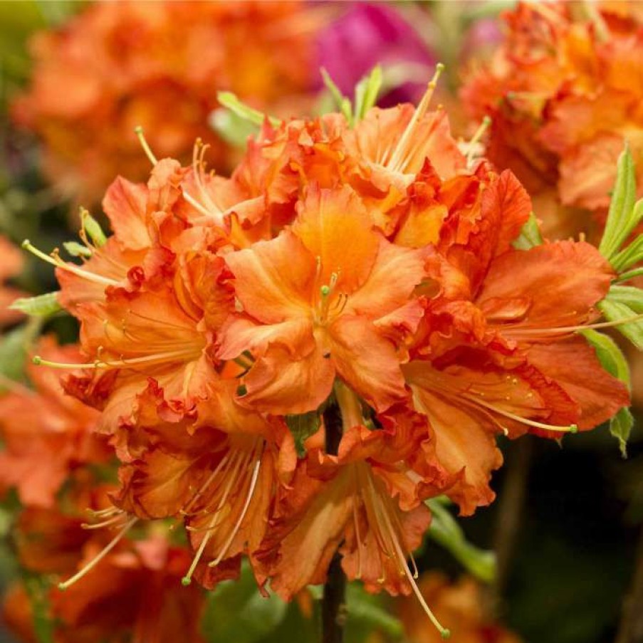 Ornamental Shrubs * | 2Ft Deciduous Azalea 'Doloroso' | 5L Pot