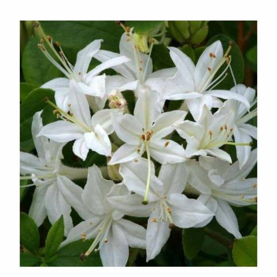 Ornamental Shrubs * | 2Ft Deciduous Azalea 'Viscosum' | 5L Pot