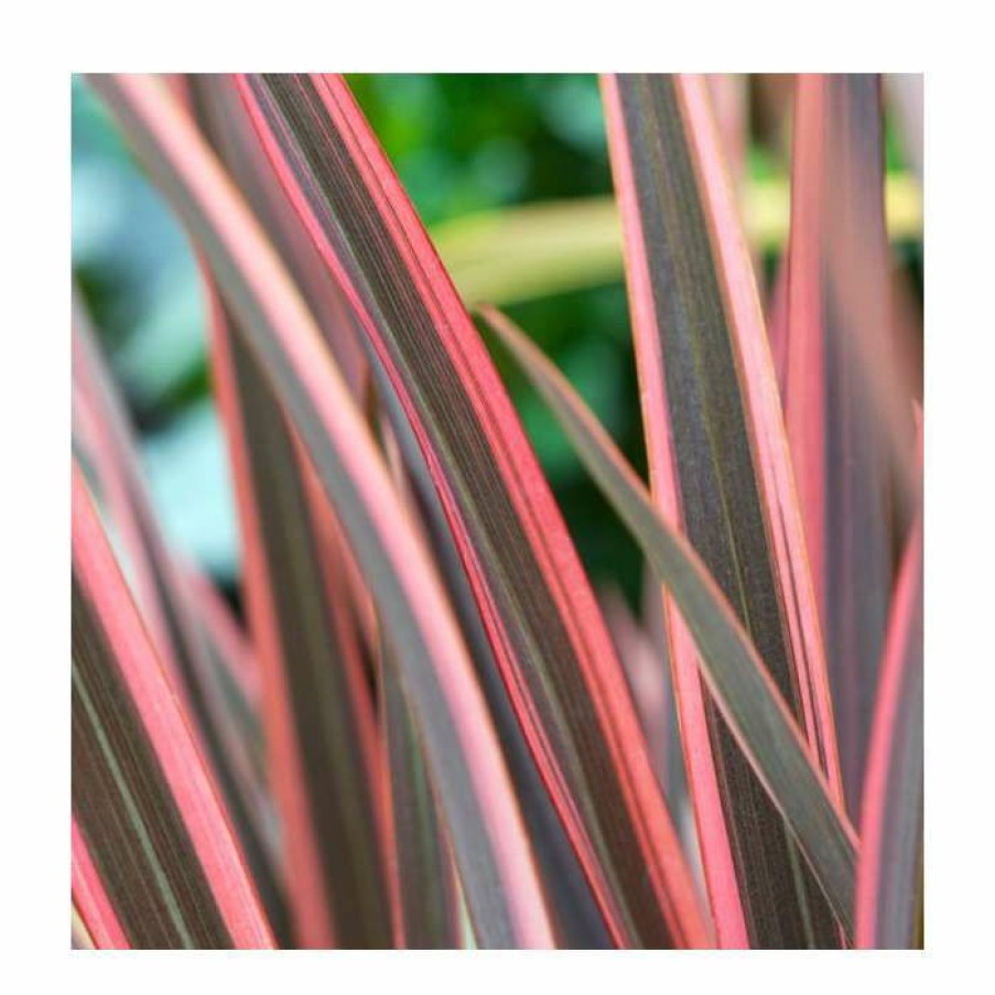 Ornamental Shrubs * | Phormium 'Sundowner' | 4L Pot