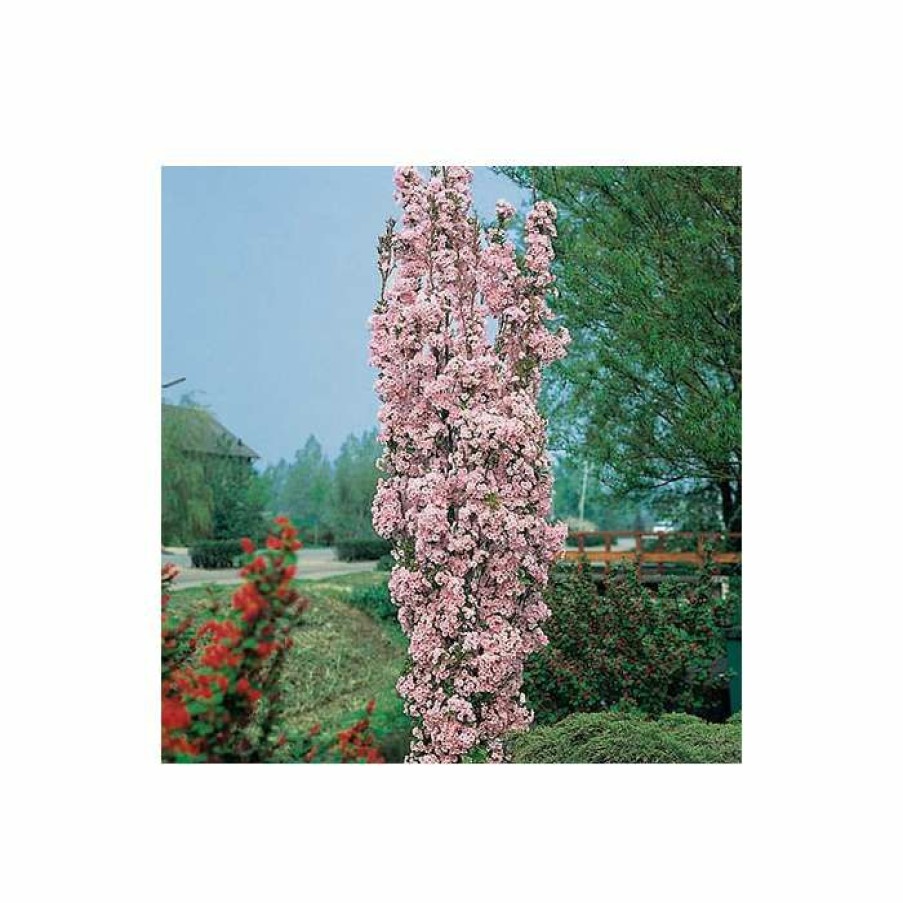 Ornamental Trees * | Prunus 'Amanogawa' | Cherry Blossom Tree