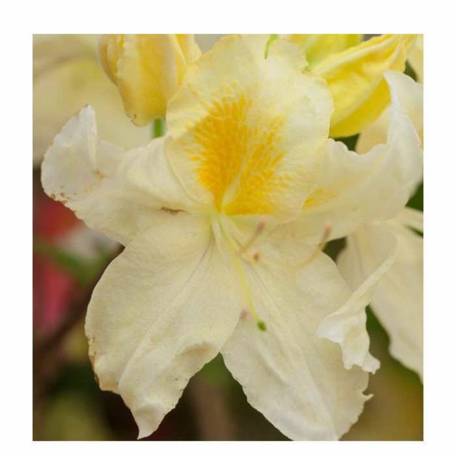 Ornamental Shrubs * | Deciduous Azalea 'Silver Slipper' | 5L Pot