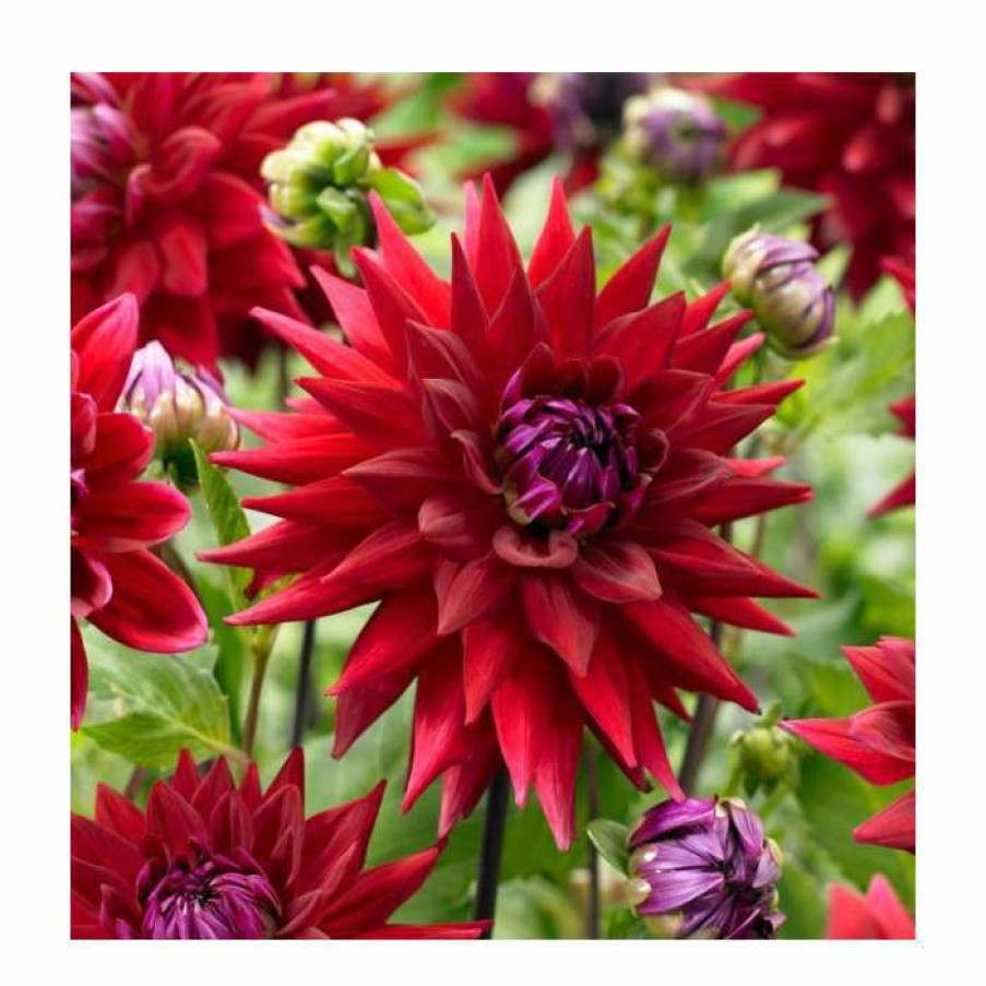 Bedding Plants * | Dahlia 'Wittemans Best' | 3L Pot