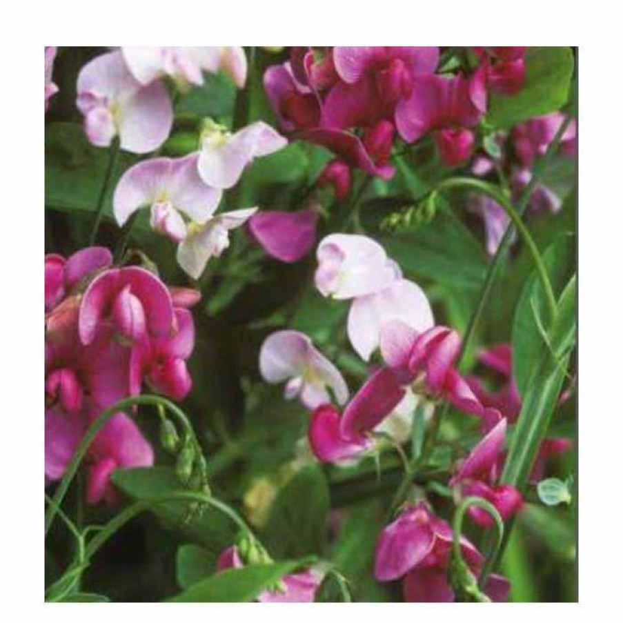 Ornamental Shrubs * | 40Cm Everlasting Pea Mixed | 2 Litre Pot