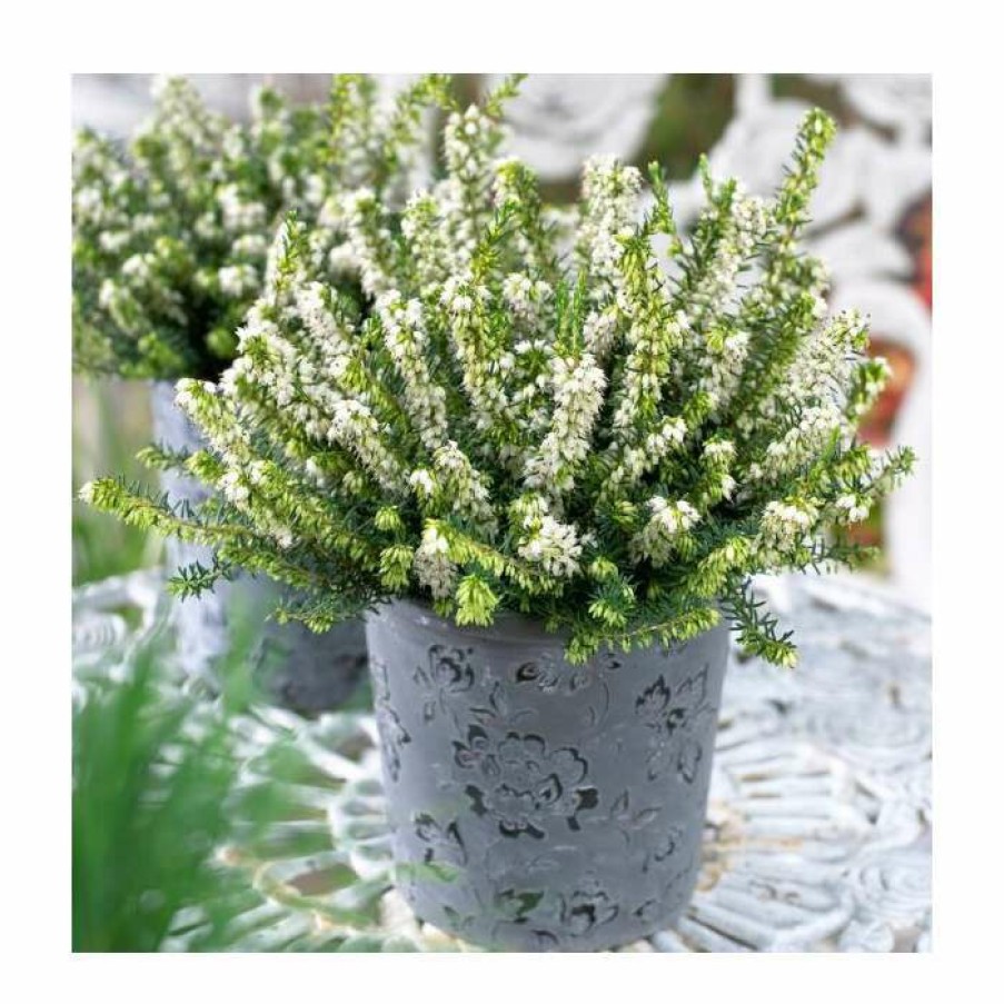 Ornamental Shrubs * | Heather | Erica Darleyensis 'White Perfection' | 10.5Cm Pot